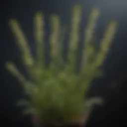 Yarrow stalks arranged for divination